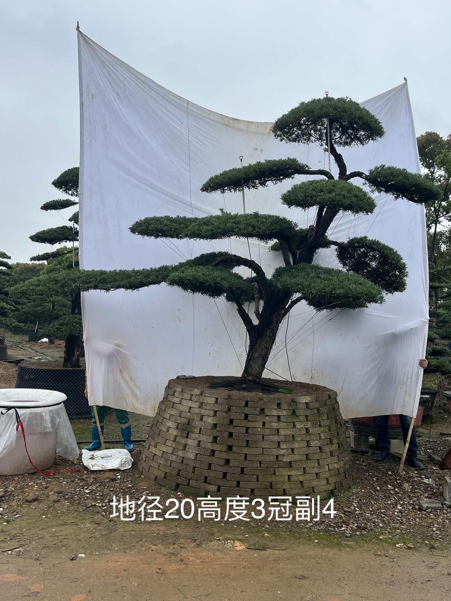 罗汉松批发大卖场