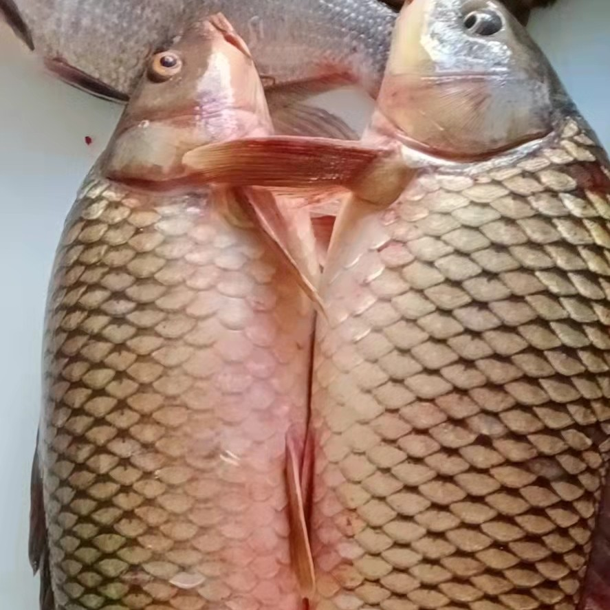 冰下大鲤鱼现称(保鲜不保活)