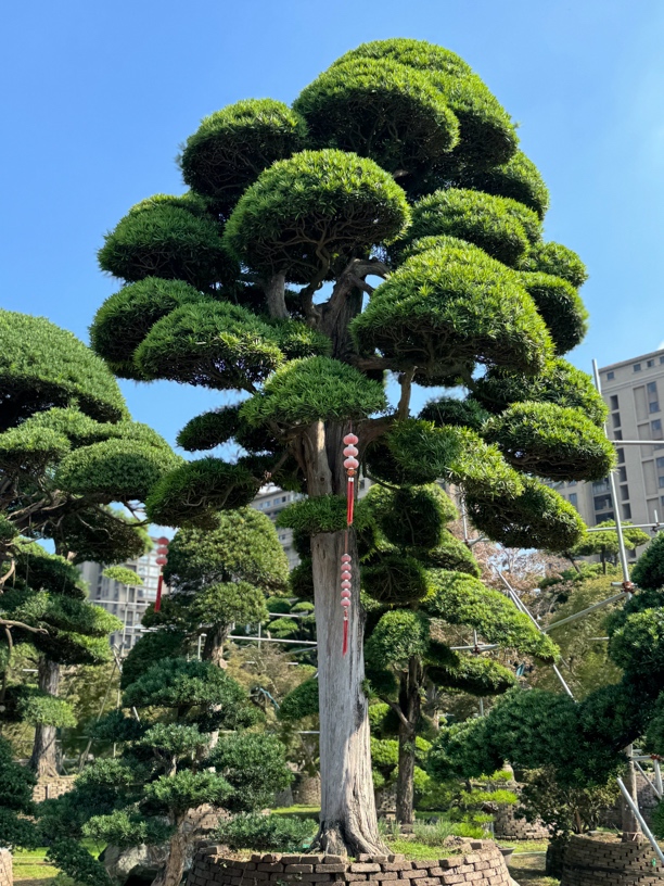 罗汉松造型树别墅庭院栽种，一物一拍，专拍链接