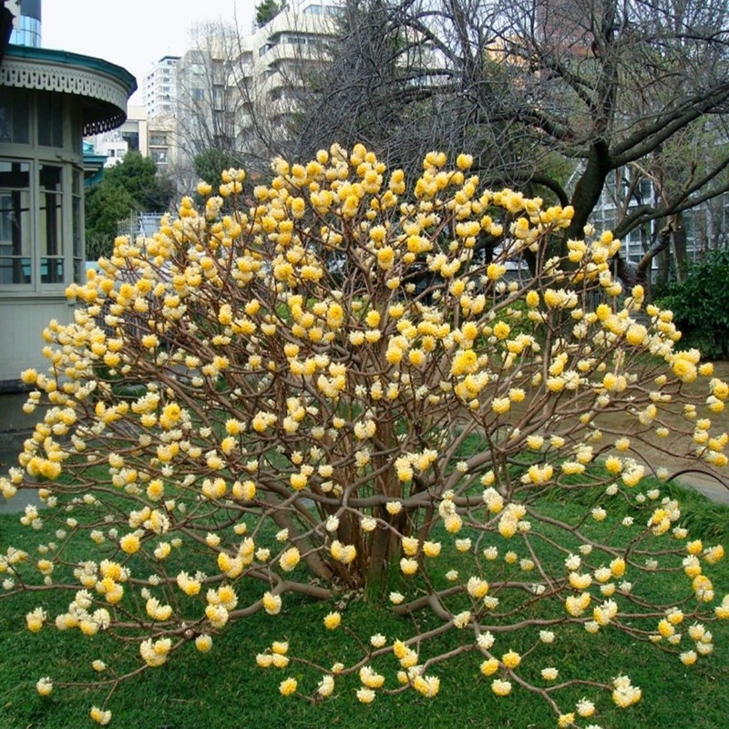 结香树苗金腰袋打结花梦冬花庭院耐寒风景树盆栽浓香独杆结香花苗