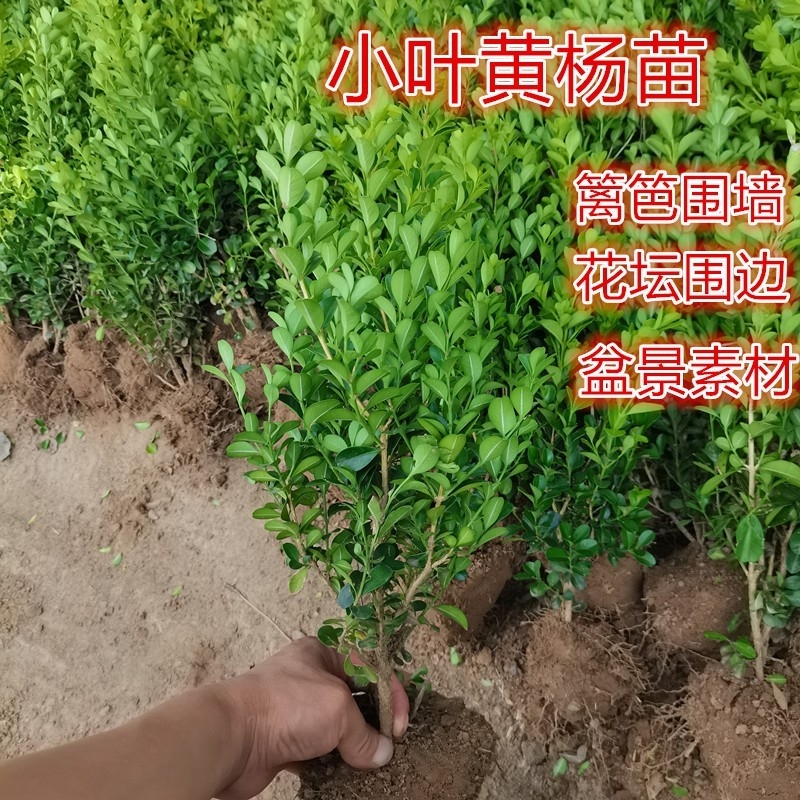 小叶瓜子黄杨树苗独杆黄杨造型树道路庭院绿化苗木耐寒植物篱笆苗