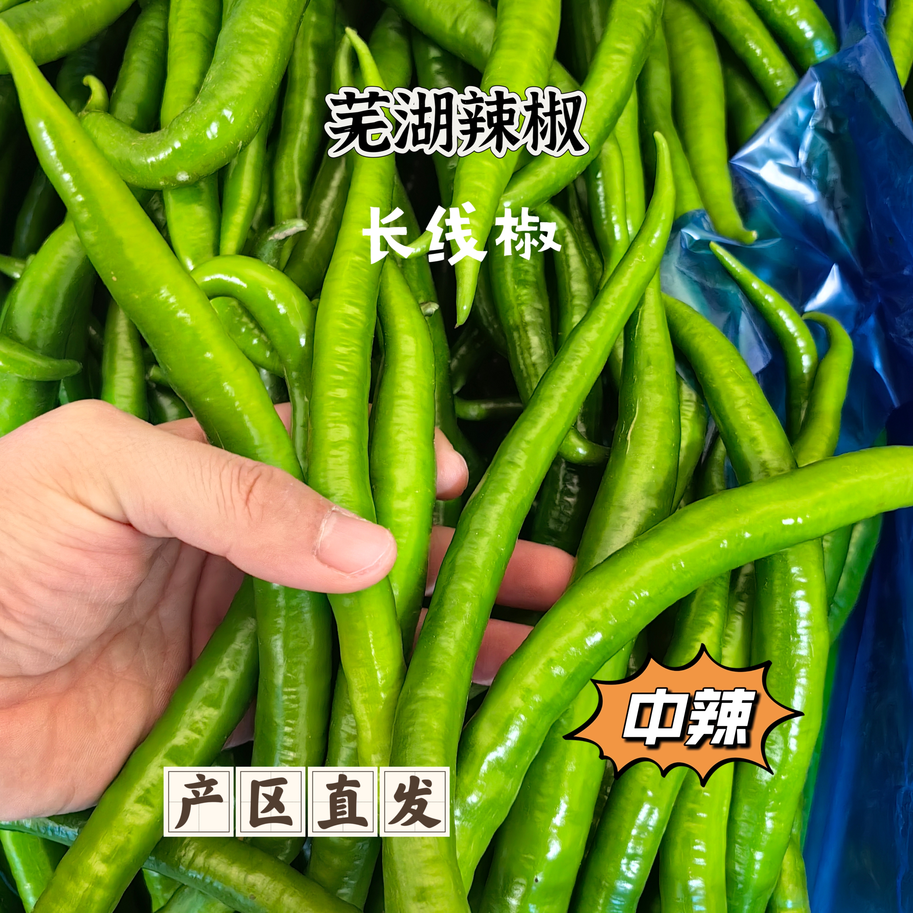 【线椒二荆条】中辣农家现摘青二荆条青线椒肉脆皮薄炒杭椒