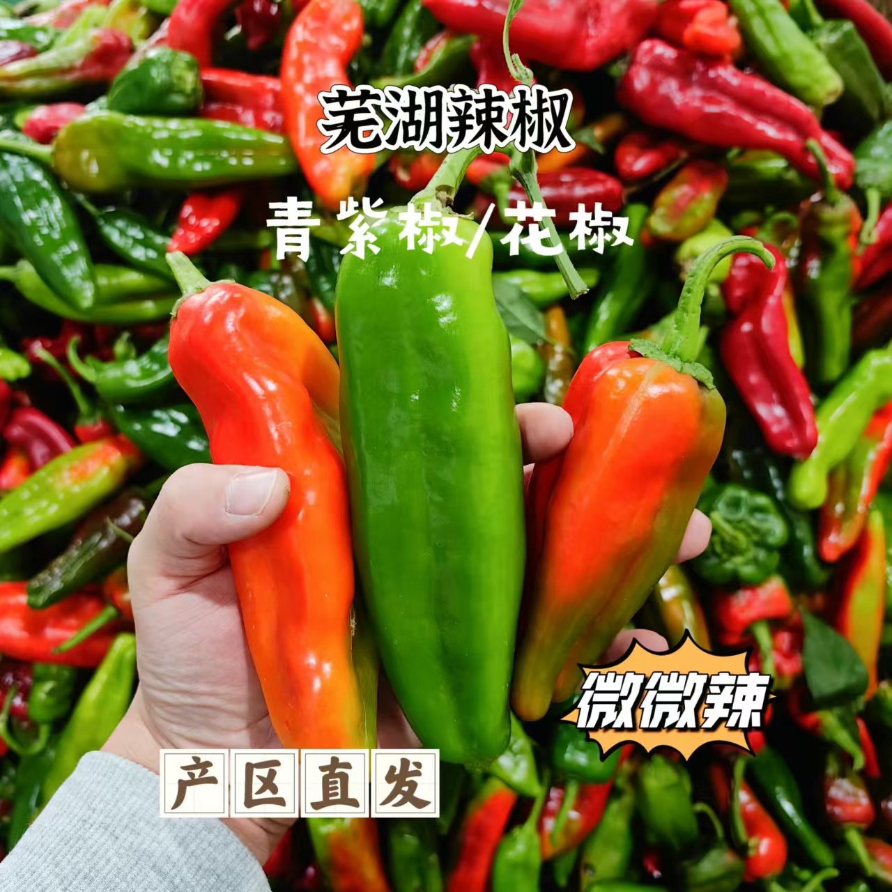 [彩花椒]芜湖农家种植青紫花色椒彩虹椒新鲜现摘饱满汁厚花色辣椒