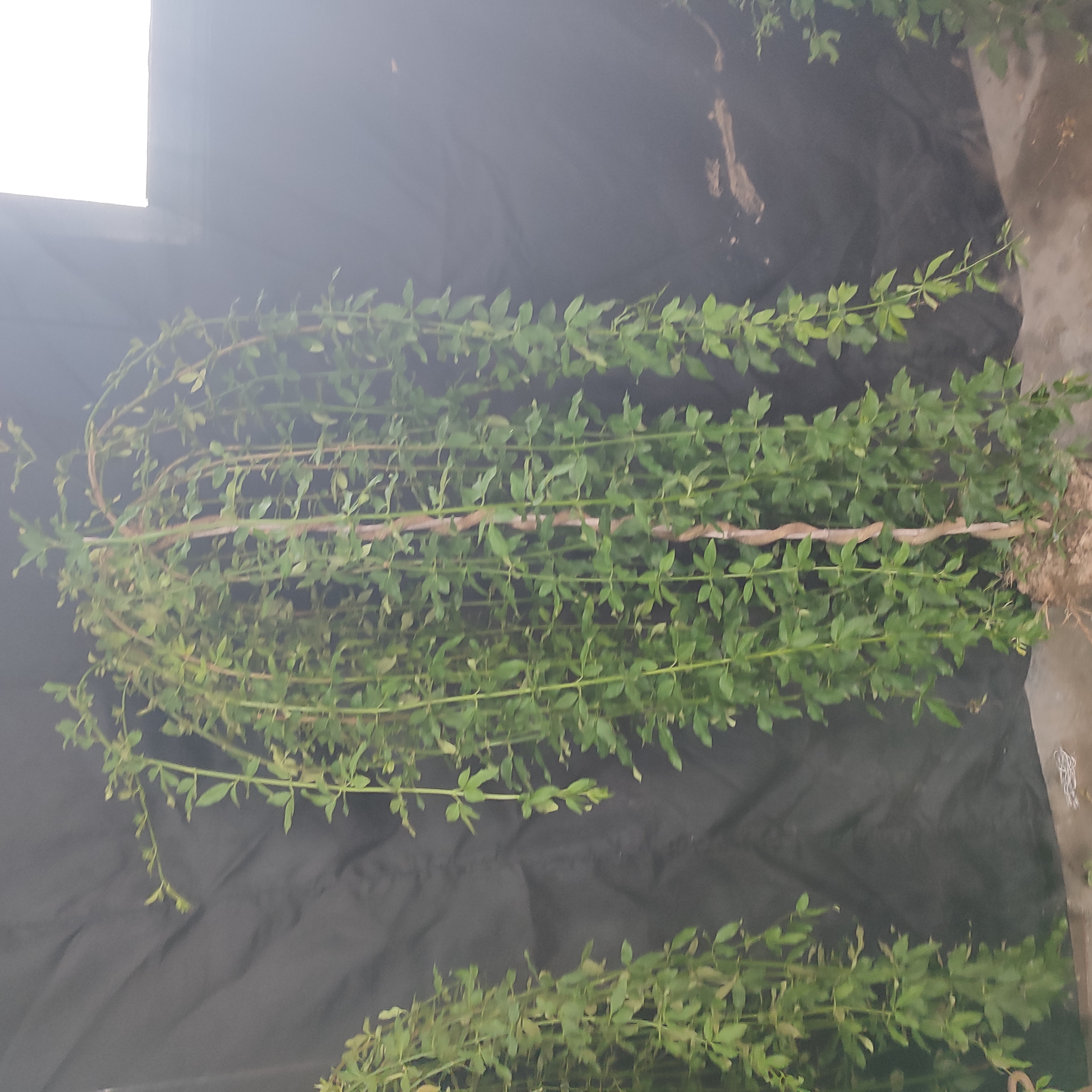 探春盆景，绿植园艺