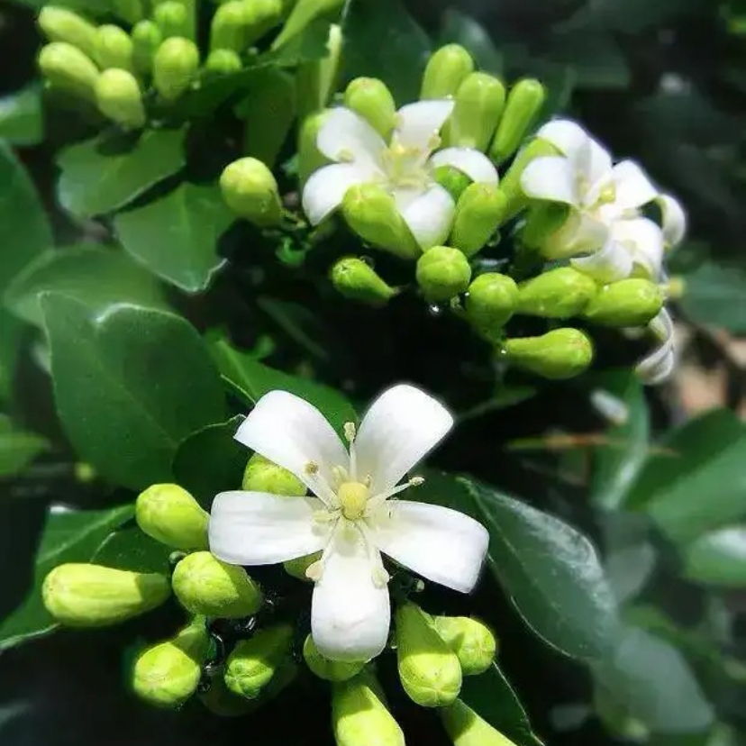 九里香一物一拍按图选购