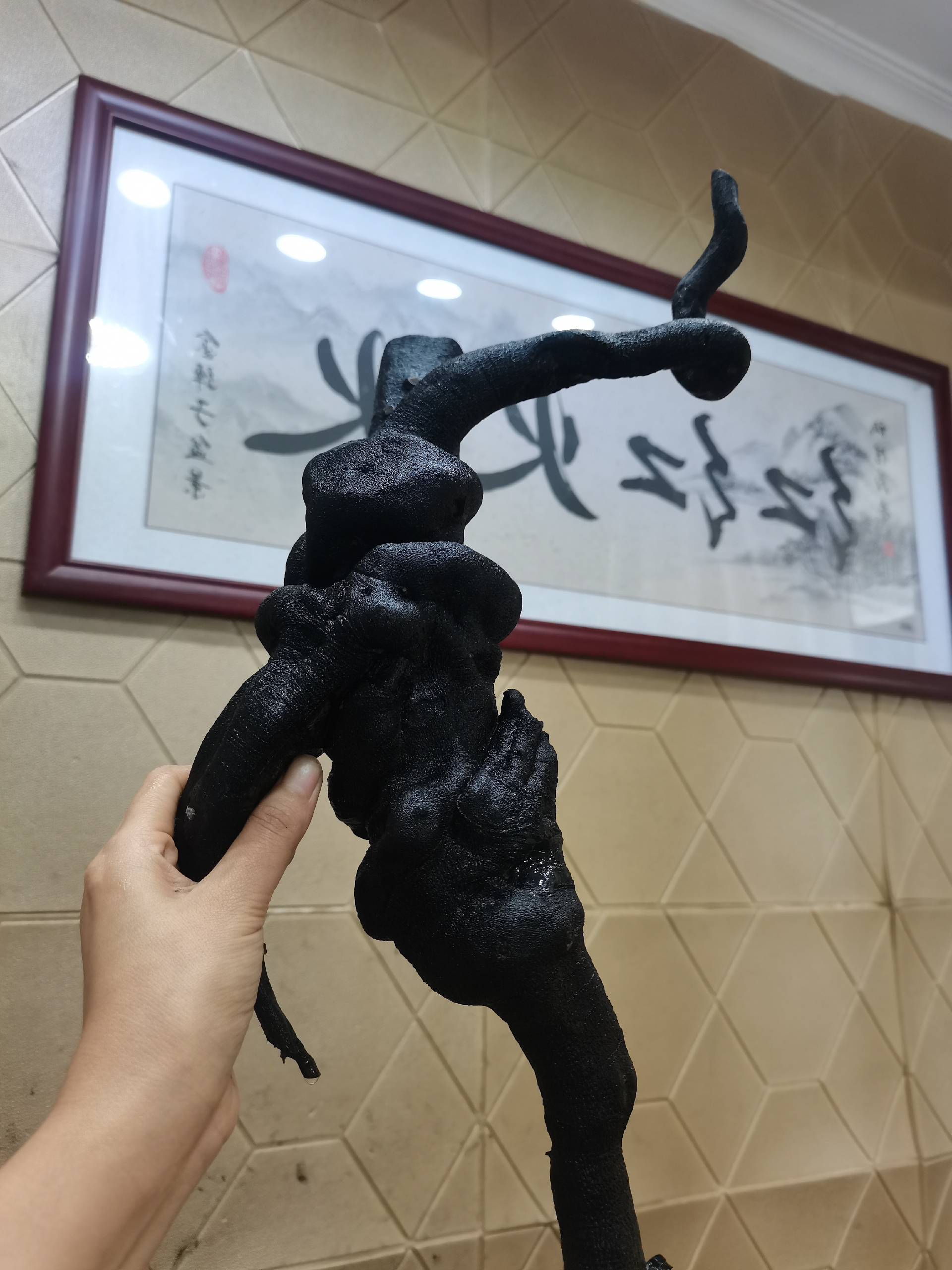 金弹子盆景，一手货源。