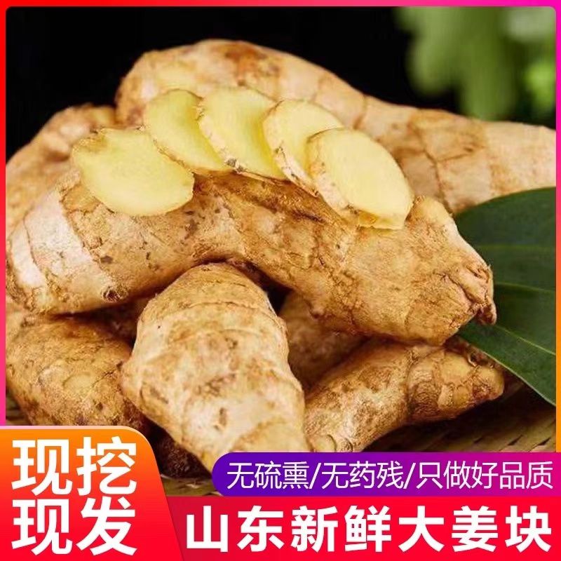 山东大姜优质生姜老姜月子姜风干姜现挖鲜姜新鲜老黄姜无残留包邮