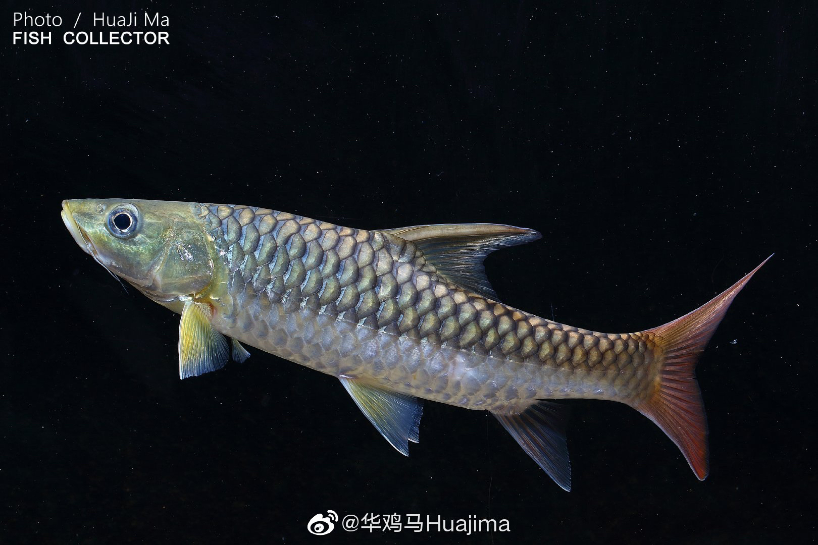 皇室金吉罗鱼原生鱼冷水鱼野生鱼溪流鱼