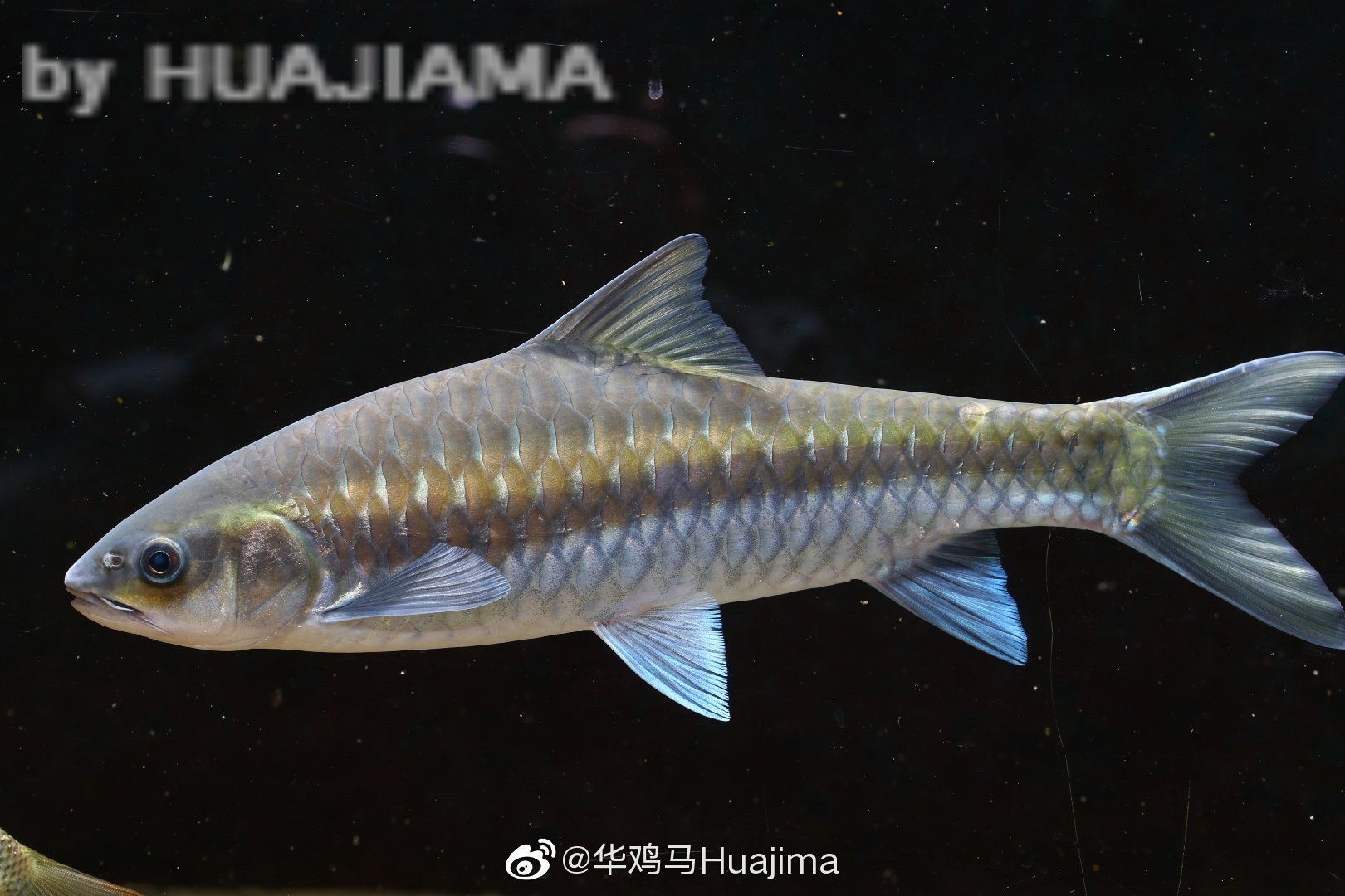 蓝吉罗鱼异口新光唇原生鱼冷水鱼群游鱼