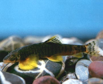 横斑原樱口鳅原生鱼观赏鱼工具鱼吃藻鱼