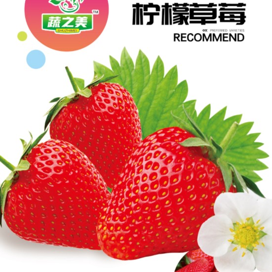 【四季奶油草莓种子】香甜可口阳台庭院四季好种早熟易活