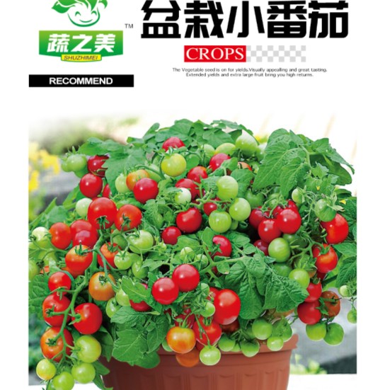 【盆栽小番茄圣女果种子】9.9三包小番茄圣女果好种早熟易活四季