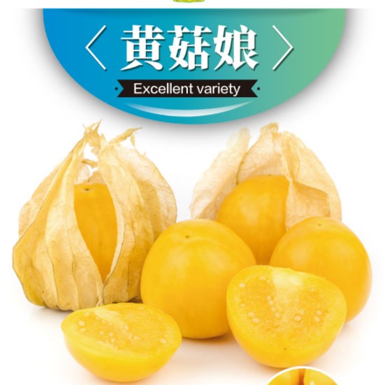 【黄菇娘种子】黄菇娘香甜可口阳台庭院好种早熟易活四季