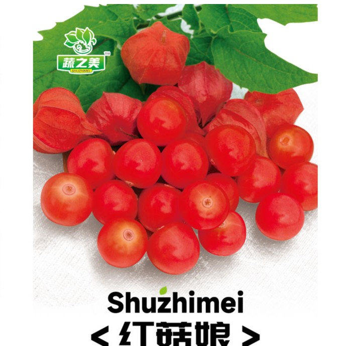 【红菇娘种子】红菇娘香甜可口阳台庭院好种早熟易活
