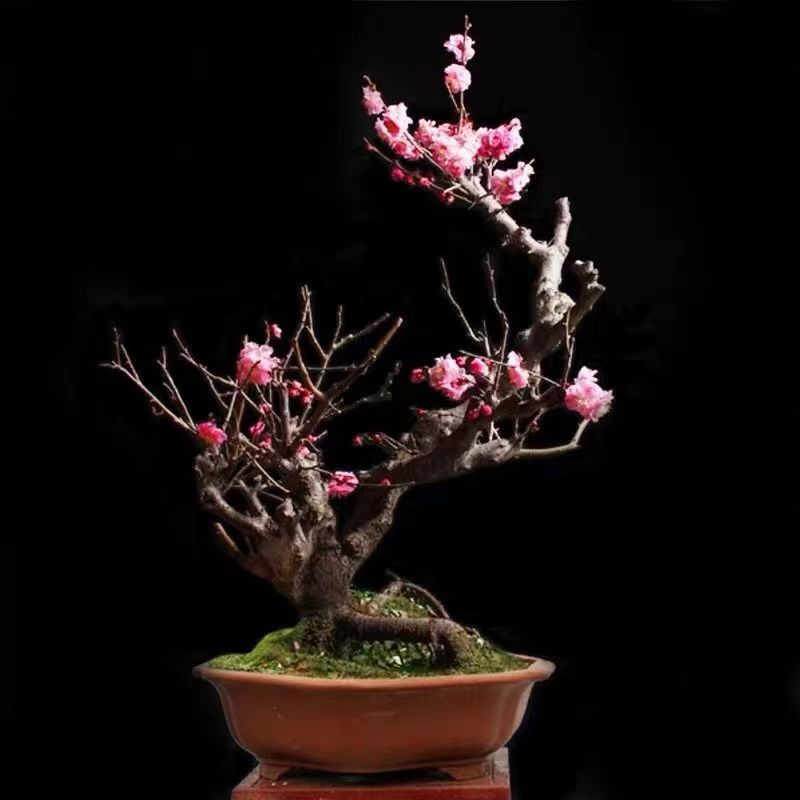 梅花老桩盆景精美造型老桩梅花盆景红梅老桩盆景养护种植施肥