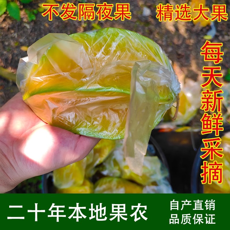 树上熟甜杨桃大果