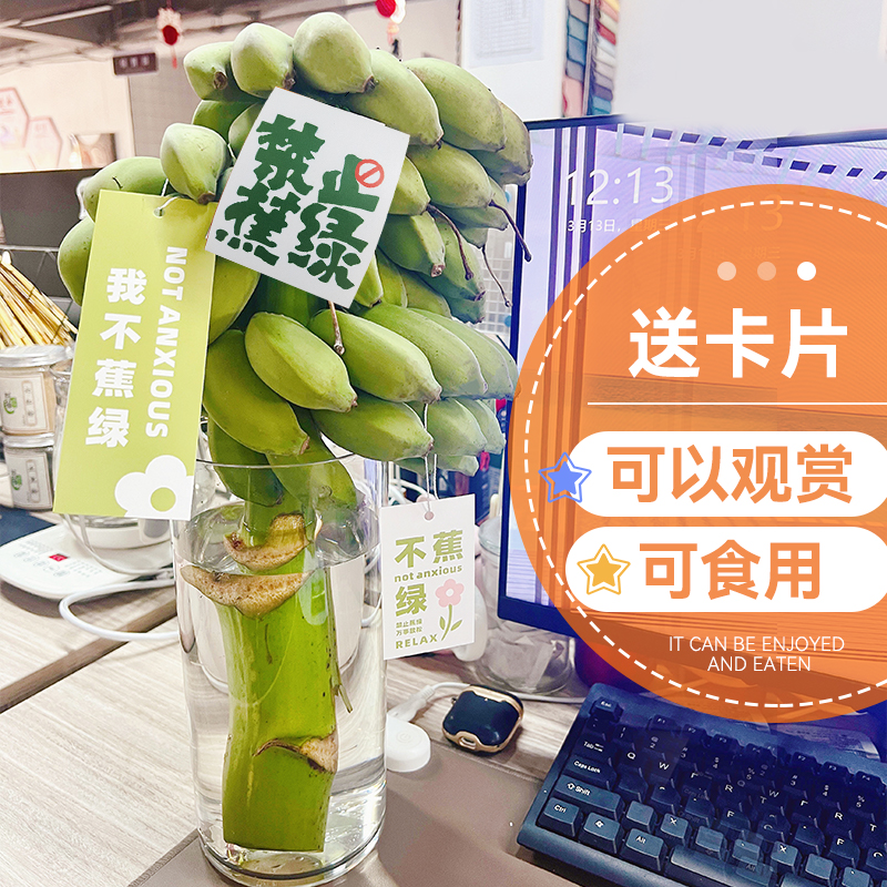 桌面水培香蕉一整株拒绝焦虑办公室摆件绿植小米蕉禁止蕉绿可食用