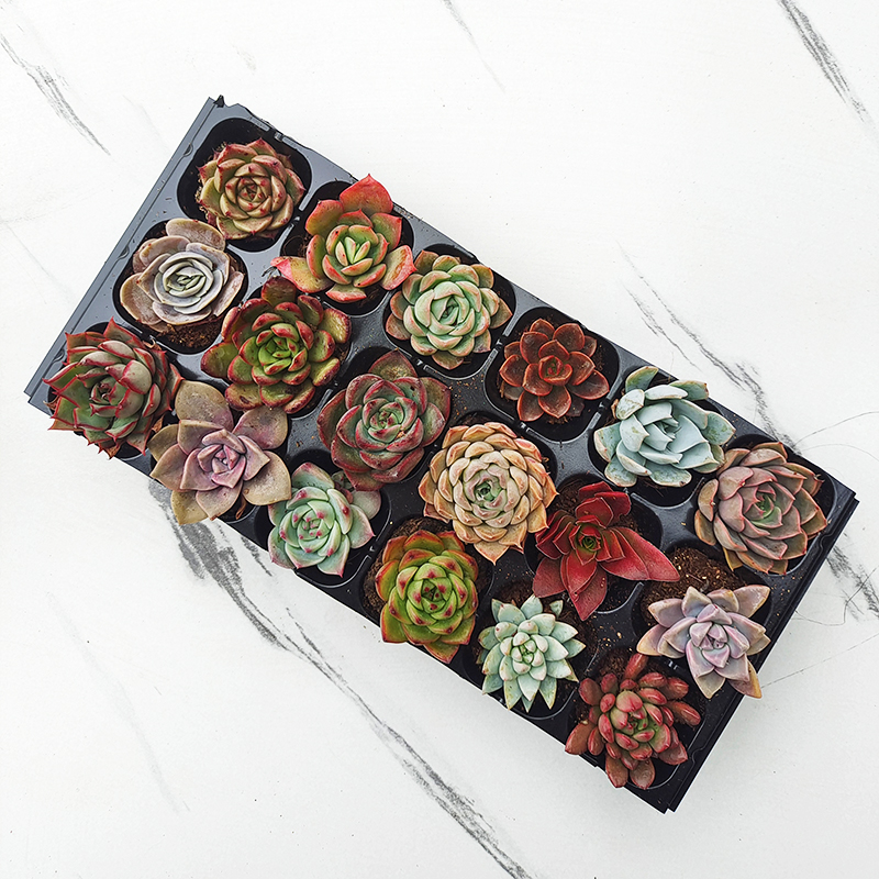 【直播】101-199多肉植物肉肉组合盆栽