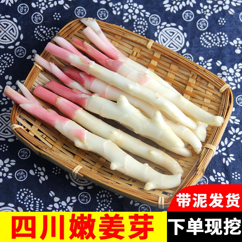 蔬菜嫩姜芽鲜嫩生姜嫩姜鲜姜新鲜四川嫩仔姜嫩乐山现挖嫩姜泡菜姜