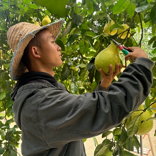 【沙田柚】辽吉黑海甘蒙青下单大箱装正宗长寿邻封产地发货