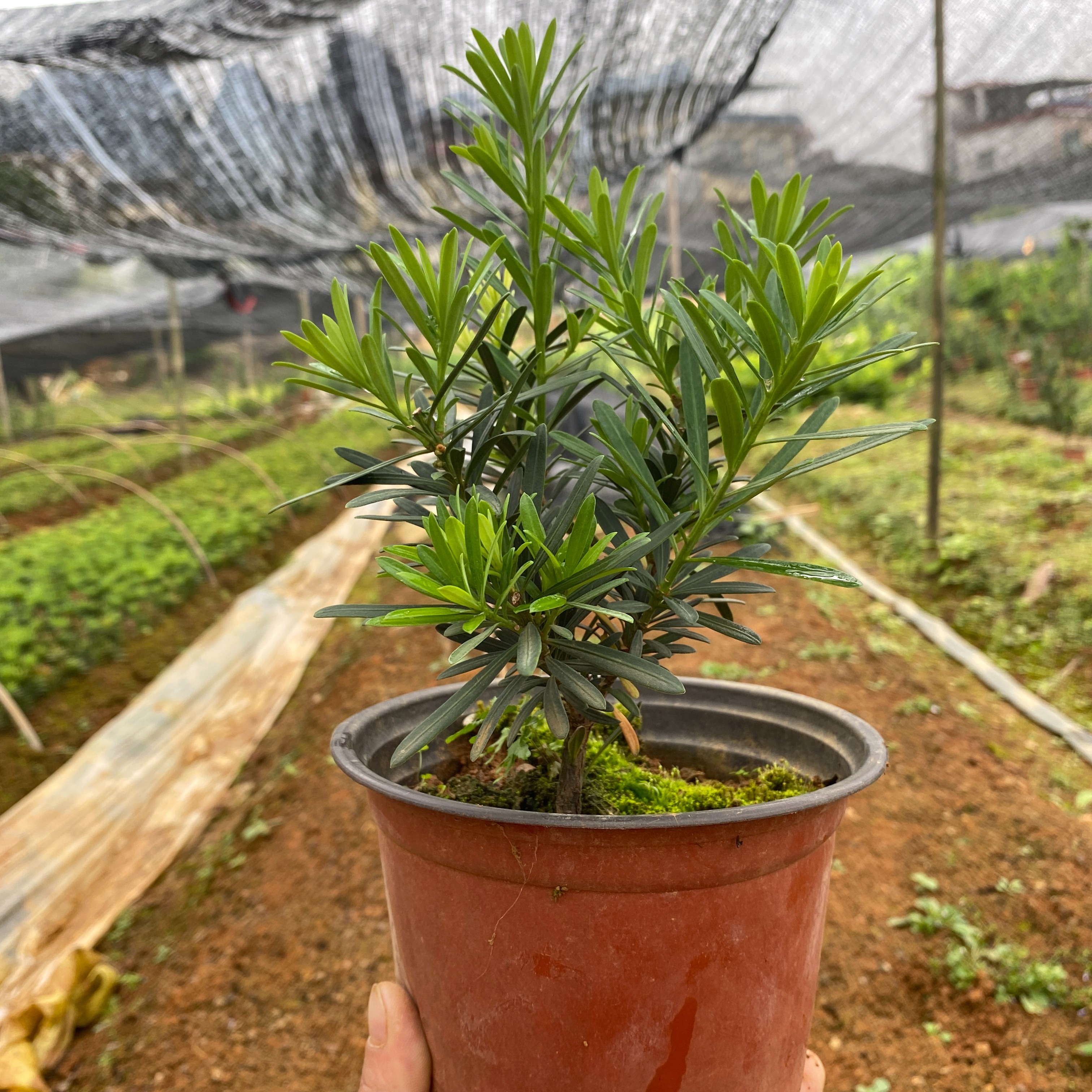 红芽罗汉松基地直发树苗改价链接