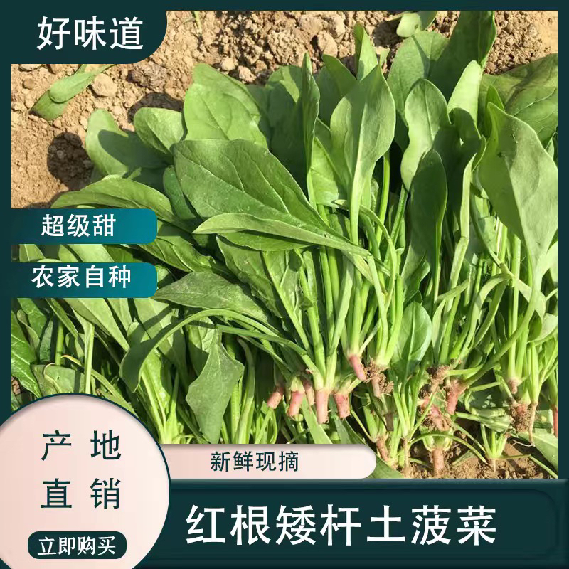 红根菠菜 霜打青菜 农家自种蔬菜 打霜菠菜 随州特产 净重包邮
