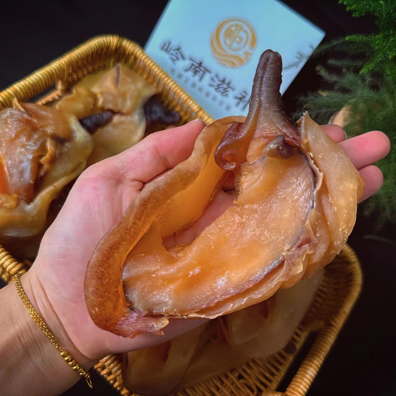 【纳米比亚金丝螺】大规格金丝螺原只螺1000g或以上 非鲍鱼