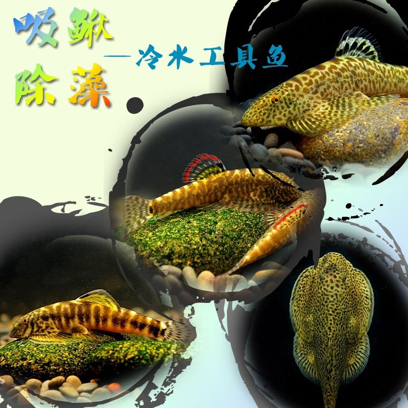 清道鱼清洁鱼吸鳅除藻清缸鱼工具鱼耐养免加温双吸盘琵琶鱼淡水鱼