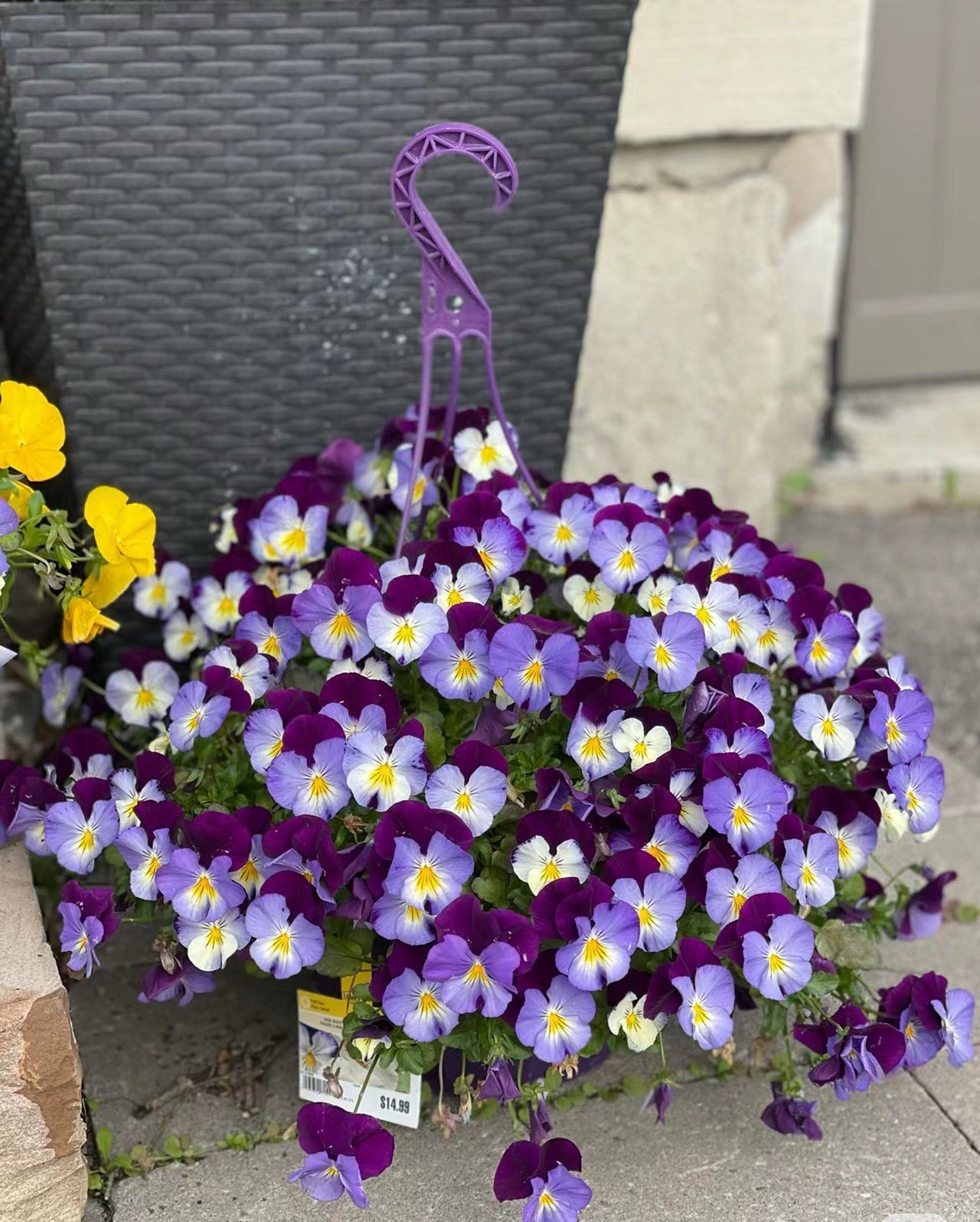 【单色角堇】（买6盆送2盆）共5个颜色堇盆栽苗花卉盆栽冬季开花