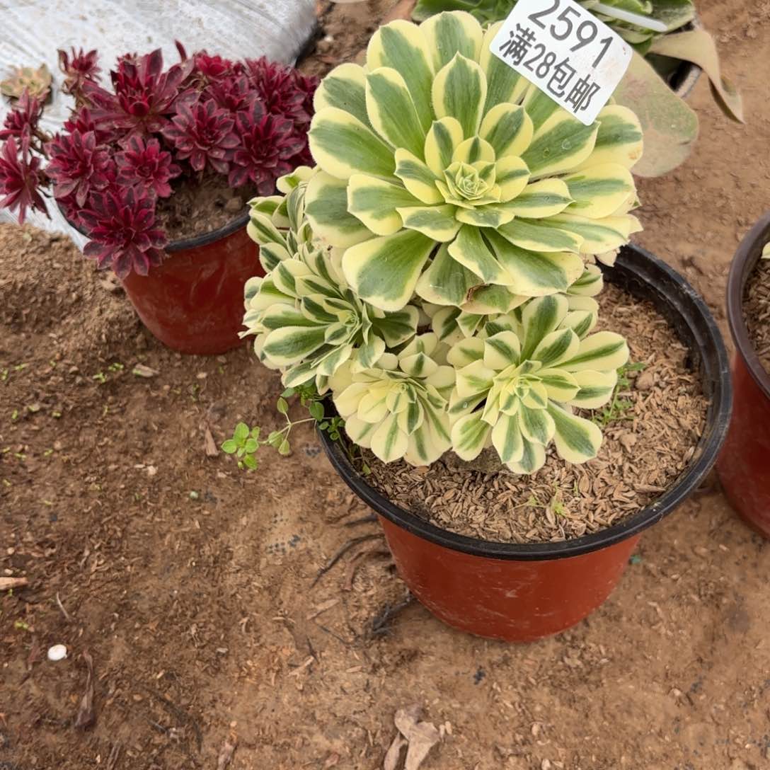 F. 2591迈巴赫多肉