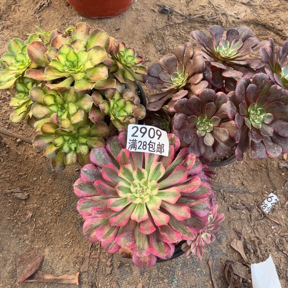 K. 2909三科多肉法师(