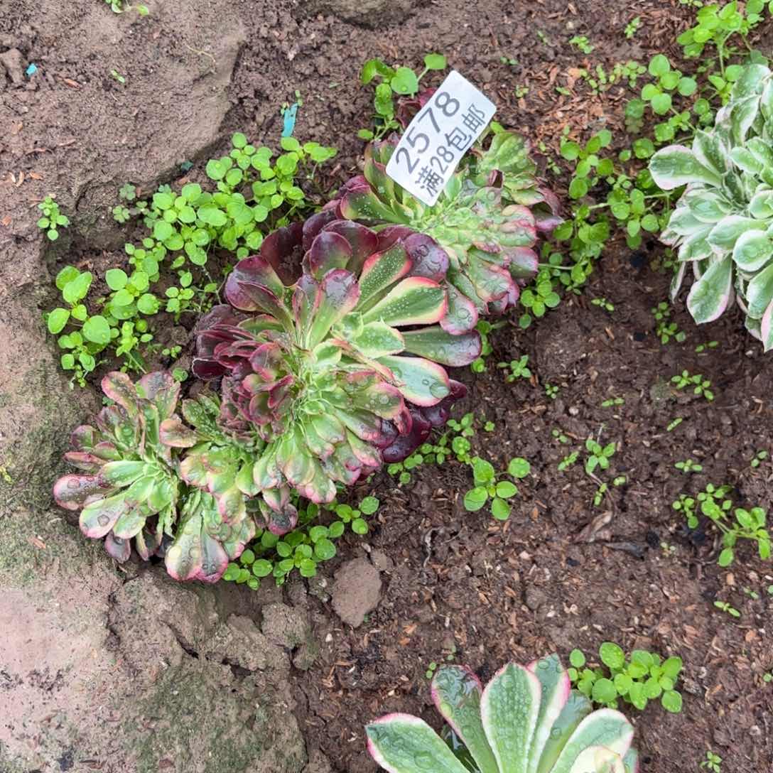 B. 2578美杜莎最多肉