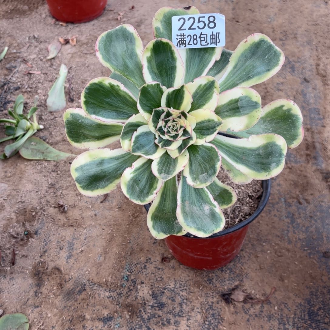 G. 2258燕子锦多肉