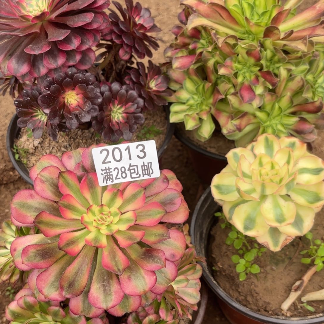 K 2013多肉法师四颗