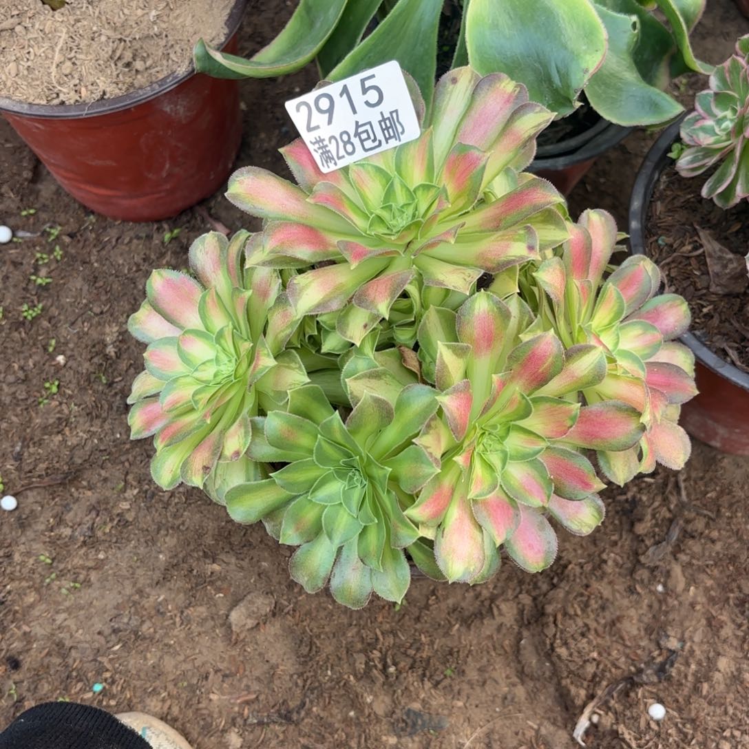 A.  2915少华多肉法师