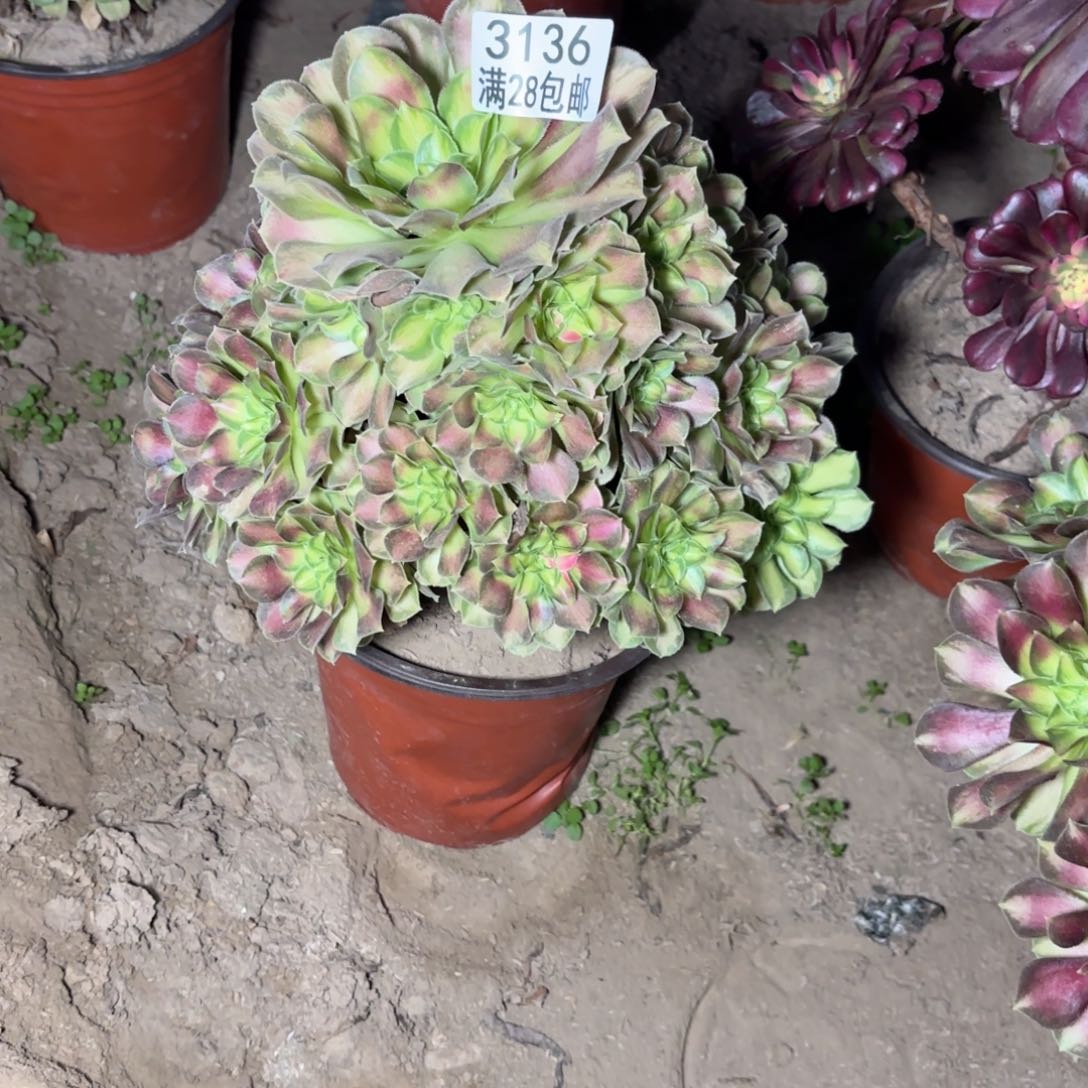 Q. 3136少华多肉法师(