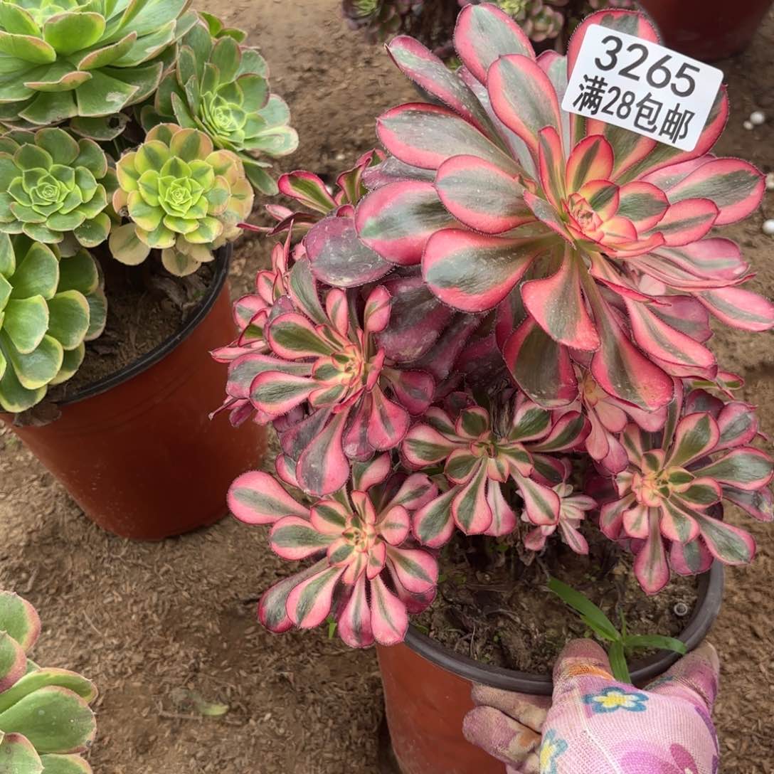 A. 3265香奈儿多肉