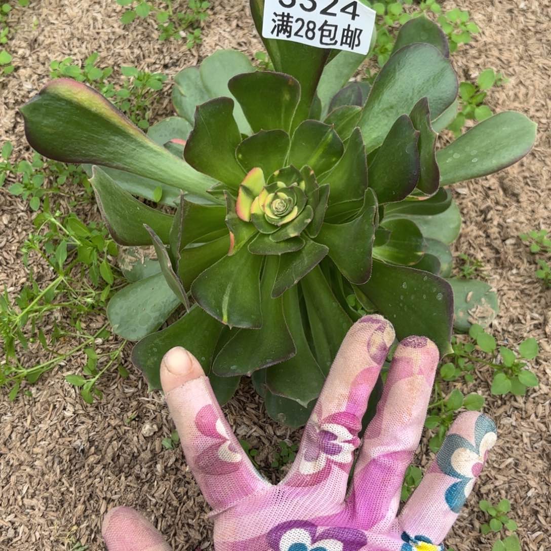 D. 3324少七彩多肉