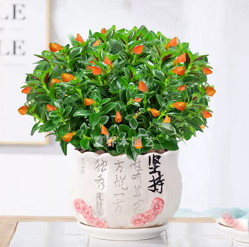 金鱼花吊兰小盆栽室内四季开花好养易活花卉绿植净化空气客厅阳台