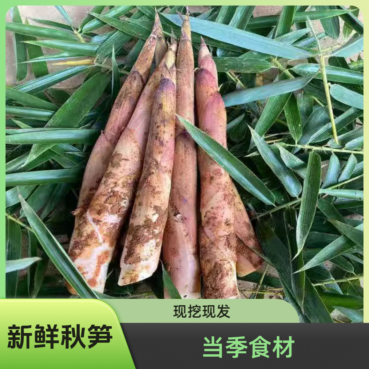 秋笋新鲜现挖竹笋5斤临安天目山春笋雷笋油焖笋蔬菜当季鲜笋子