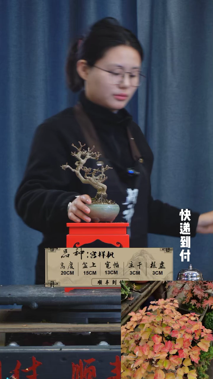 【闪购商品】1F948宫样枫 不包邮