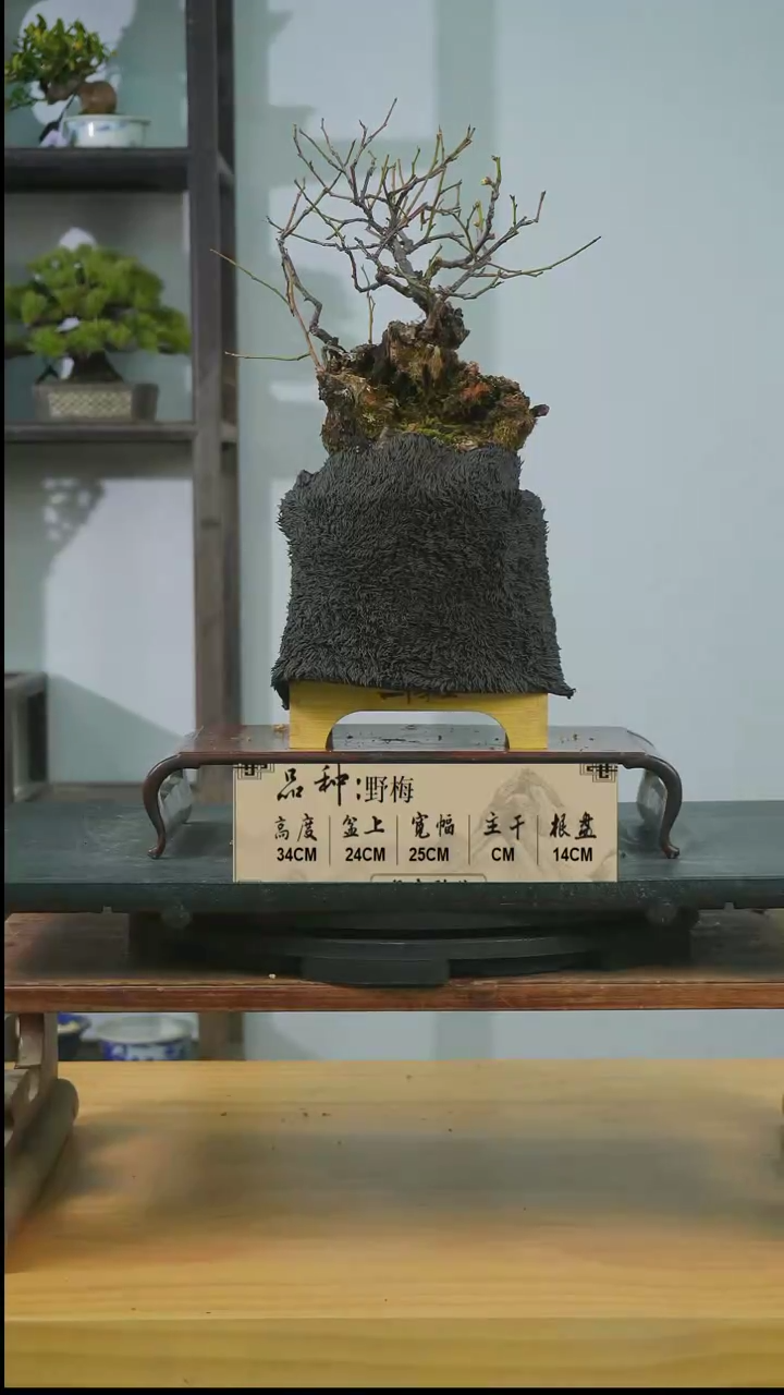 【闪购商品】1F384野梅 不包邮