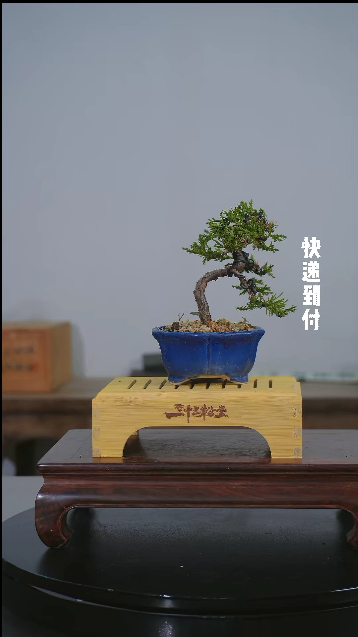 【闪购商品】1F428真柏 不包邮