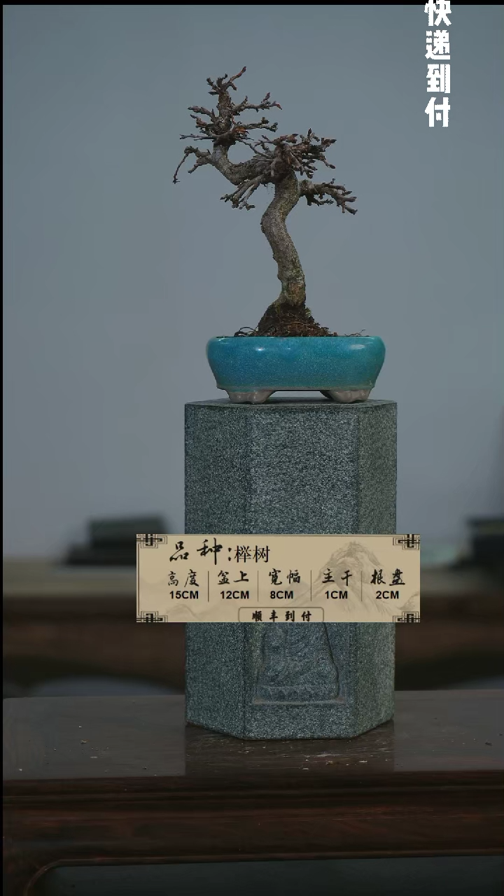 【闪购商品】1F406榉树 不包邮