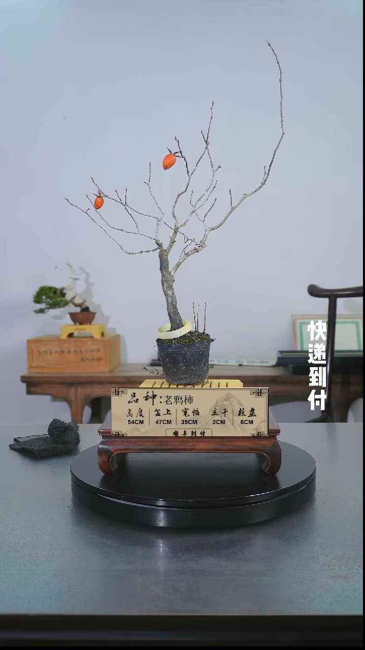 【闪购商品】1F426老鸦柿盆景  不包邮