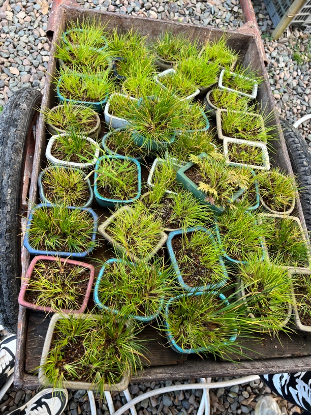 进口黄金姬菖蒲（不挑选）