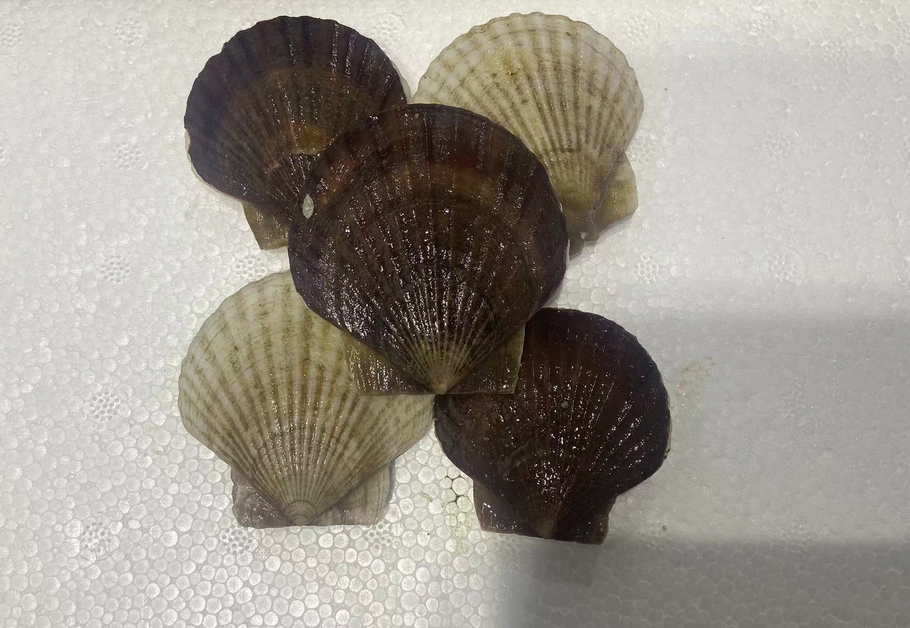 小号夏夷扇贝4斤  包邮
