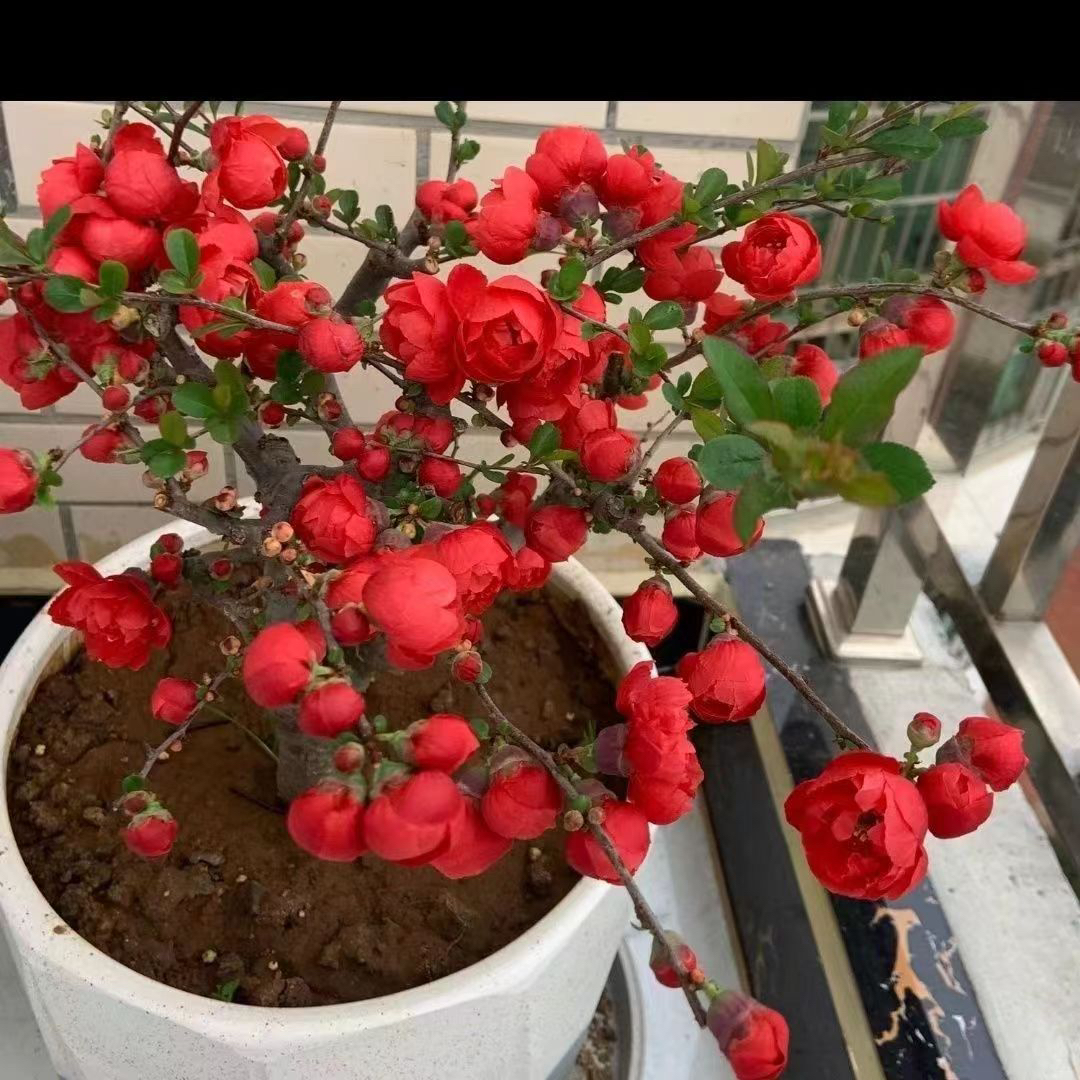 四季海棠长寿冠海棠海棠花盆栽