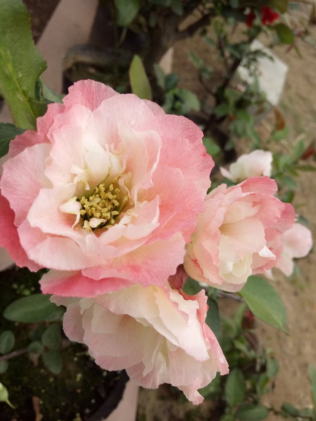 大花彩玉牡丹海棠彩牡丹