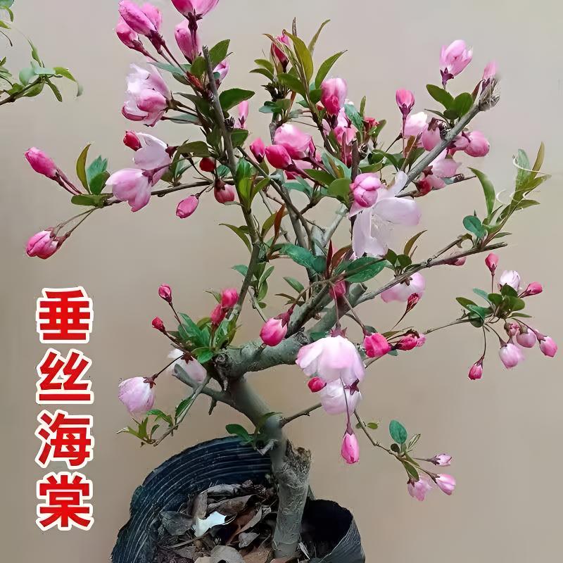 垂丝海棠直播一物一拍链接